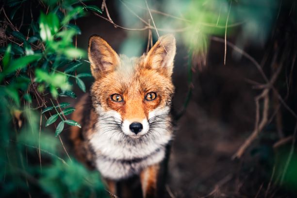 Himalayan red fox