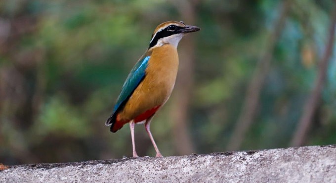 Adilabad wildlife photographer spots stubby-tailed ‘Indian Pitta’