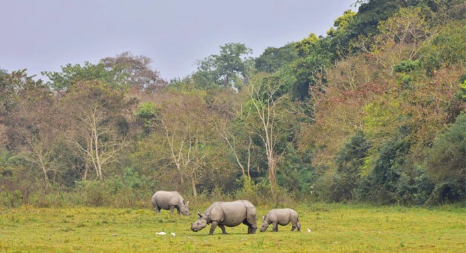 Isotopes in horn to prevent poaching of African Rhinos