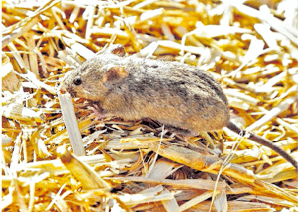 Plague of ravenous, destructive mice tormenting Australians