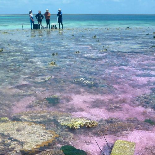 Ocean acidification hits animals hard