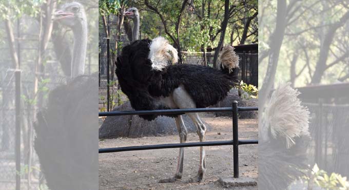 Ostrich at Nehru Zoo adopted for a year