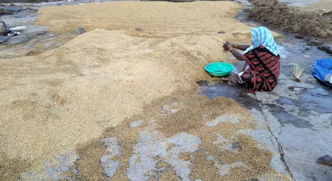 Telangana: Rains damage standing crops in erstwhile Medak