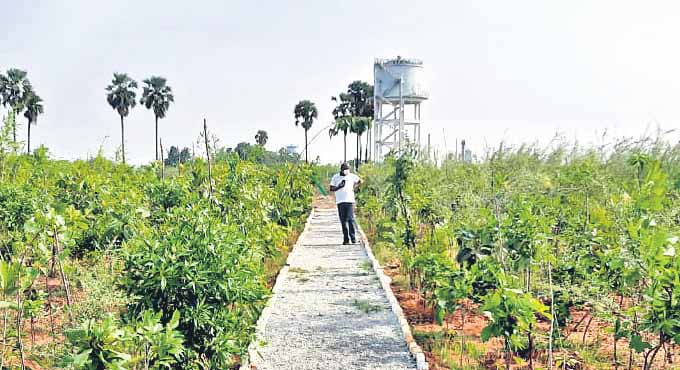 Pattana Pragathi Vanam