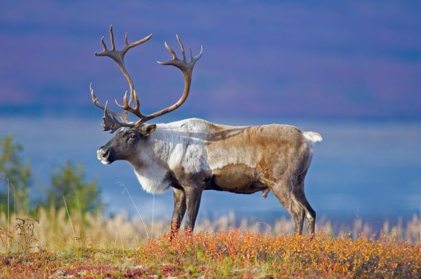 Reindeer