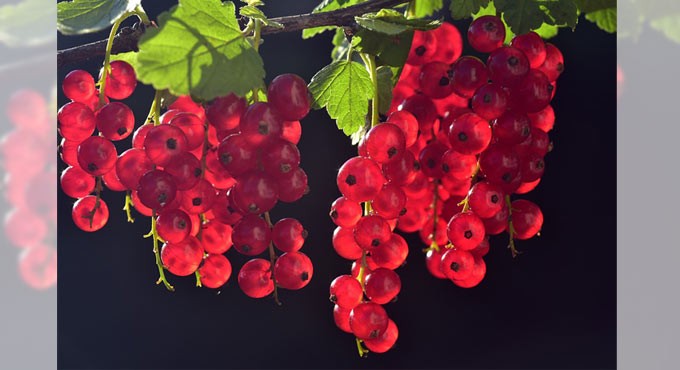 Researchers discover 18.5 million year old vine fossil as new species