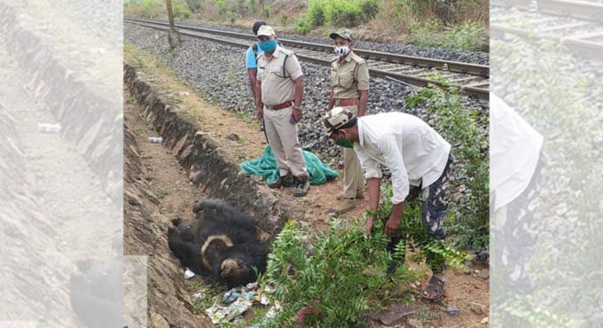 Train runs over sloth bear in Kumram Bheem Asifabad