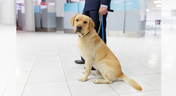 Sniffer dogs show 88% accuracy in detecting Covid: UK study