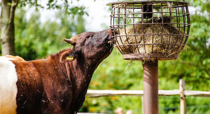 Soybean, linseed oils in cows’ diet improve milk quality, researchers affirm