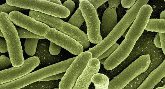 Study shows how fungi, bacteria can activate genes associated with head, neck cancer