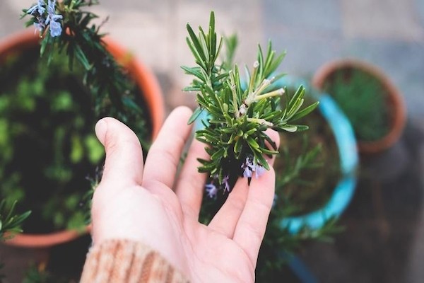 Terrace gardening for healthy living aiding immunity booster