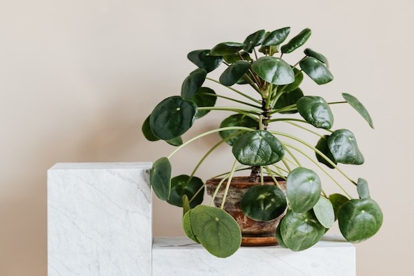 Benefits of horticulture therapy