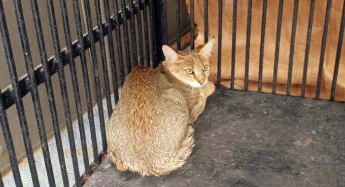 Jungle cats rescued from Kadthal in Rangareddy district