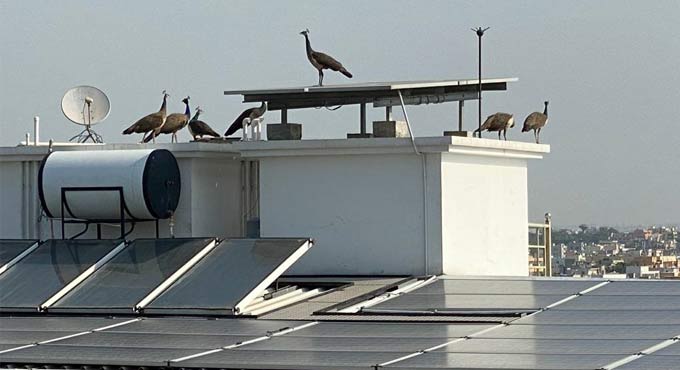 Hyderabad: Peafowls spotted in residential area near KBR park