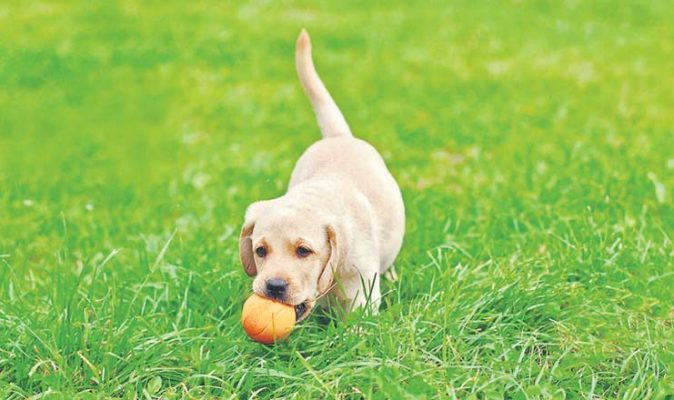 Hyderabad couple loses puppies worth Rs 25,000 in e-wallet fraud