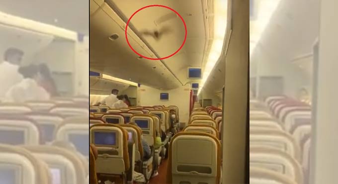 Watch: Video of bat on Air India’s Delhi-Newark flight surfaces online