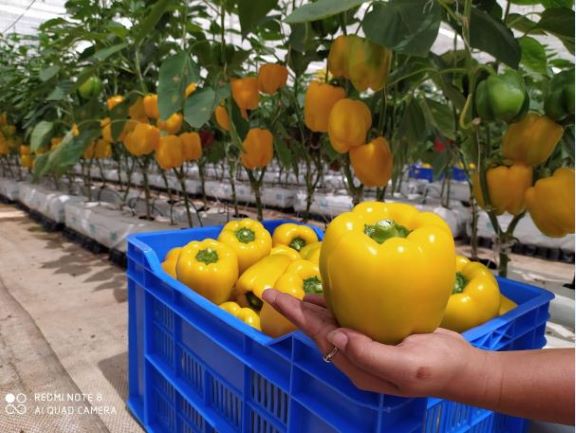 Capsicum-farming