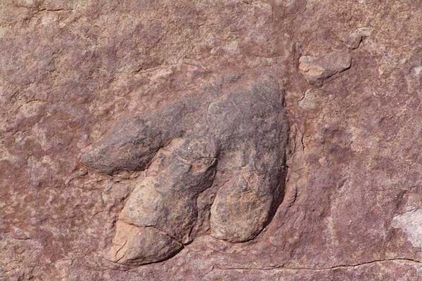 dinosaur footprint