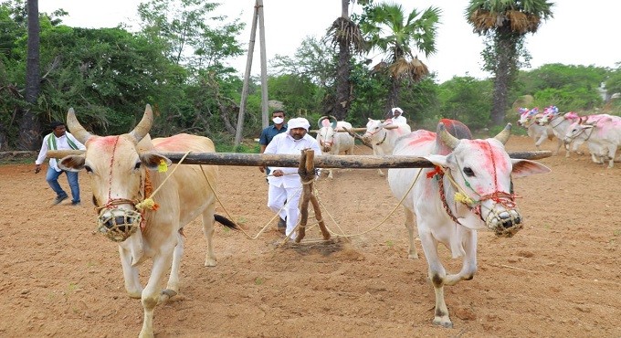 Suryapet farmers celebrate ‘Eruvaka’ by launching cultivation works in festive mood