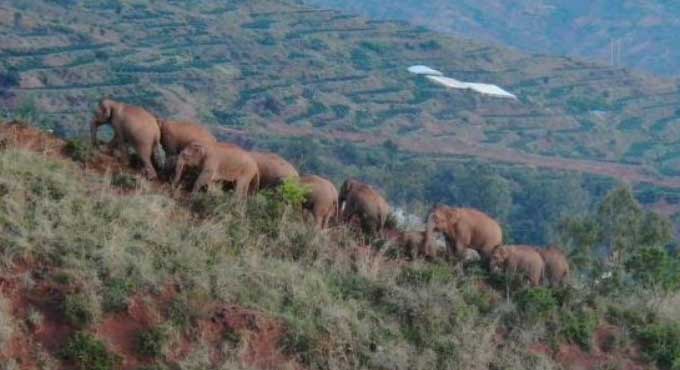 China’s migrating elephant herd travels further south