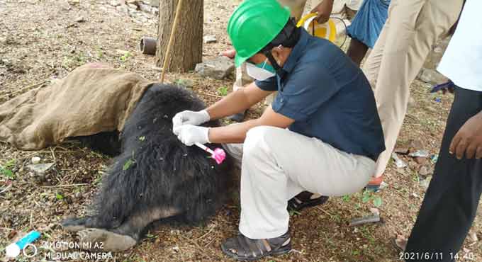 Female Sloth Bear