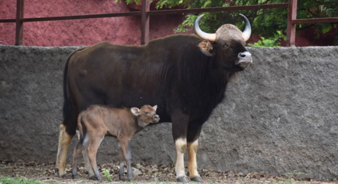 Hyderabad Zoo drops name of tribal hero for gaur calf