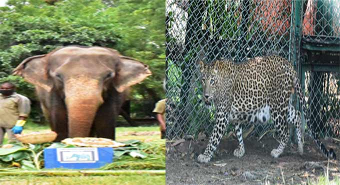 Hyderabad Zoo loses two inmates to senility
