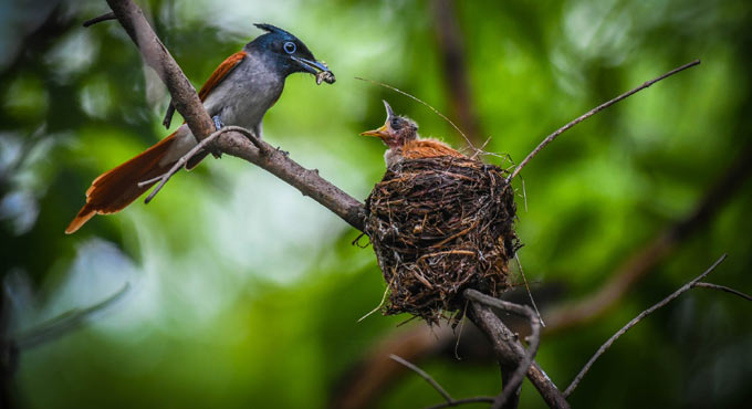 Kaghaznagar, a birder’s paradise