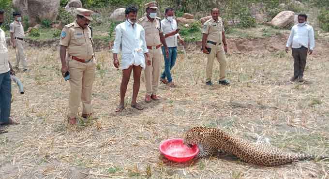 Injured leopard