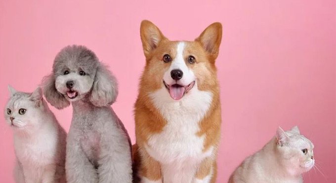 Hyderabad: Pet stores operating without TSAWB certificate to be sealed