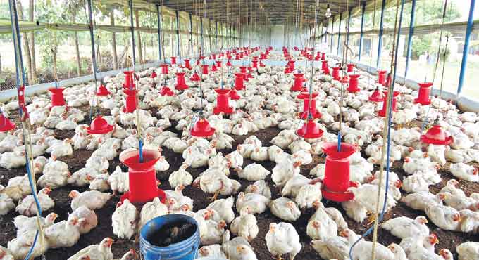 Property tax exempted for poultry, dairy units in Telangana