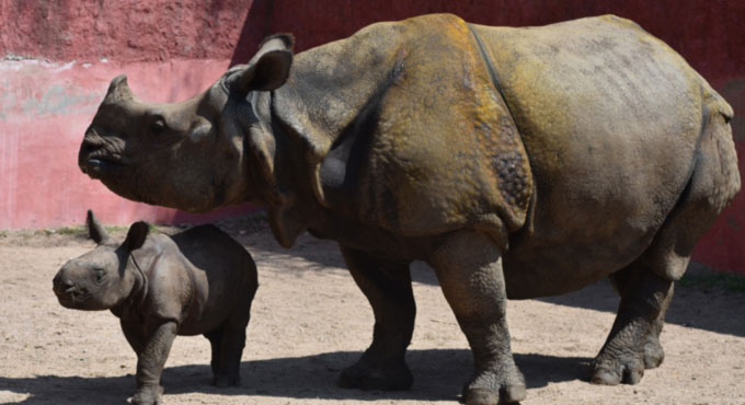 Double delight for Hyderabad zoo amid gloomy times