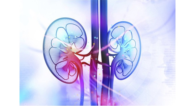 Stem cell researchers find key building block to make mini-kidneys