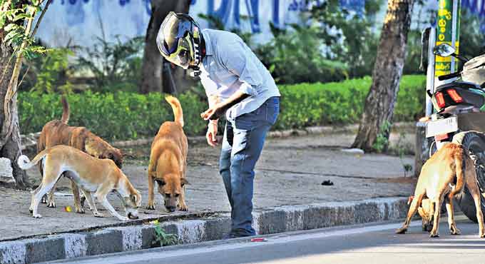 Street dogs