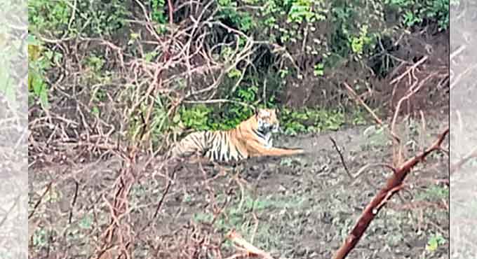 Tiger scare continues in Asifabad villages
