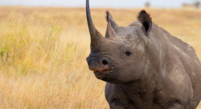 Uganda reopens rhino sanctuary to tourists