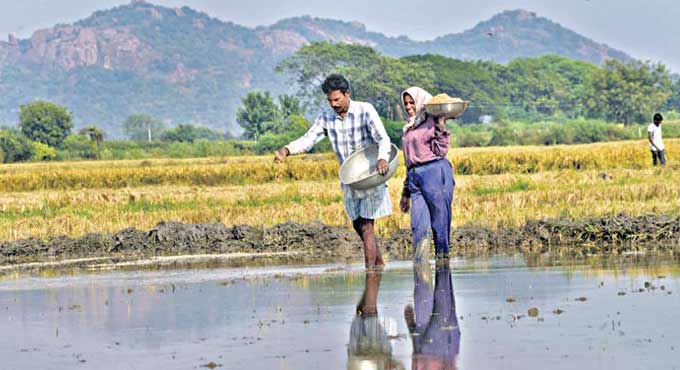 Telangana sets all time record, procures over 92 lakh tonne paddy during Yasangi