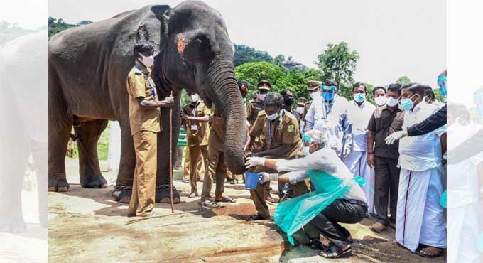 28 elephants at Mudumalai Tiger Reserve in TN undergo Covid test