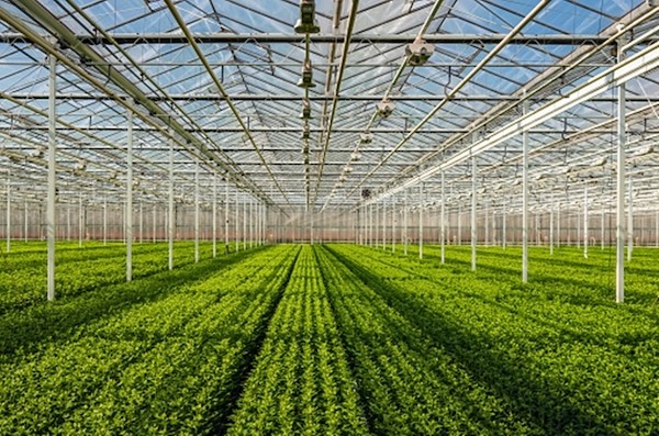 Karnataka to use Israeli technologies to boost horticulture