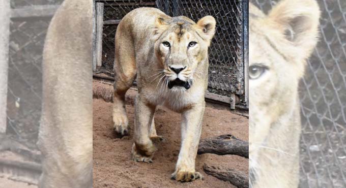 1 lioness dead, 9 test positive for Covid in TN’s Vandalur Zoo