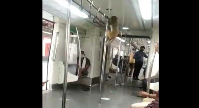 Watch: Monkey takes ‘ride’ in Delhi Metro train, video goes viral