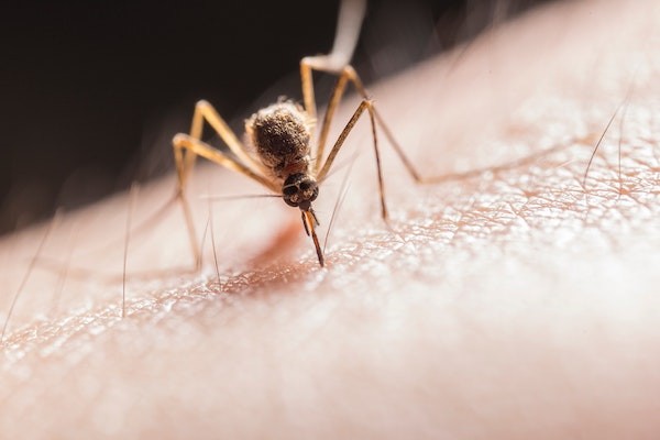 Why do mosquitoes buzz in our ears?