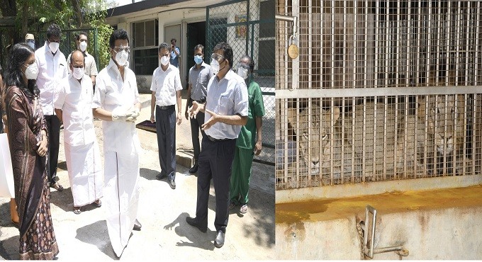 Covid infected Asiatic lion on antibiotic regimen; TN CM visits zoo