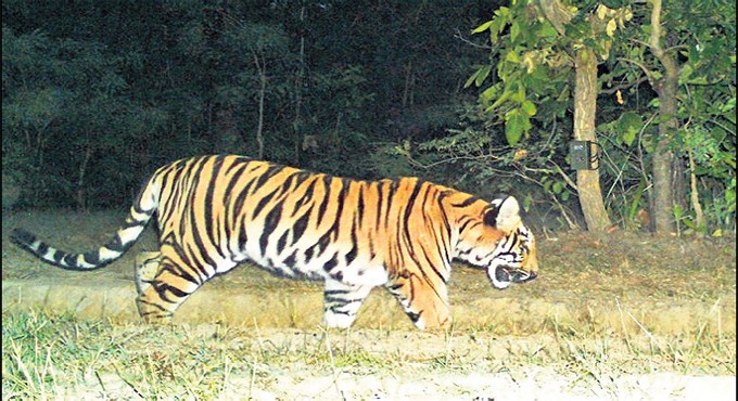 Three foresters escape unhurt after narrow shave with tiger in Asifabad
