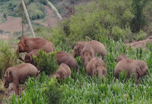 elephants use distinctive names to communicate