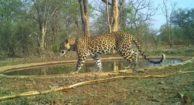 Amrabad Tiger Reserve survey helps sighting of endangered species
