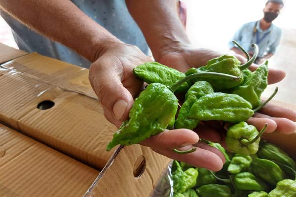 ‘Bhut Jolokia’ chilli now heads to London