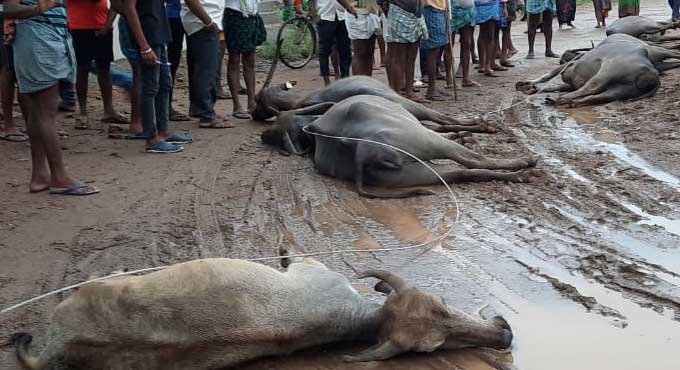 Telangana: Six buffaloes electrocuted in Peddapalli