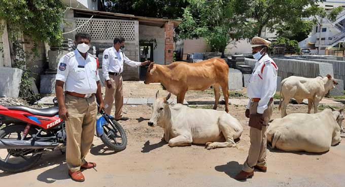 Two booked for leaving cattle on road in Nalgonda