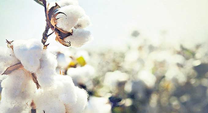 Telangana largest supplier of cotton in country